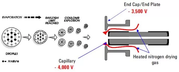 Ion formation process in ESI source